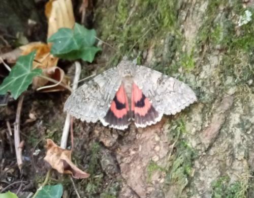 Réf. 280 587 : Catocala nupta